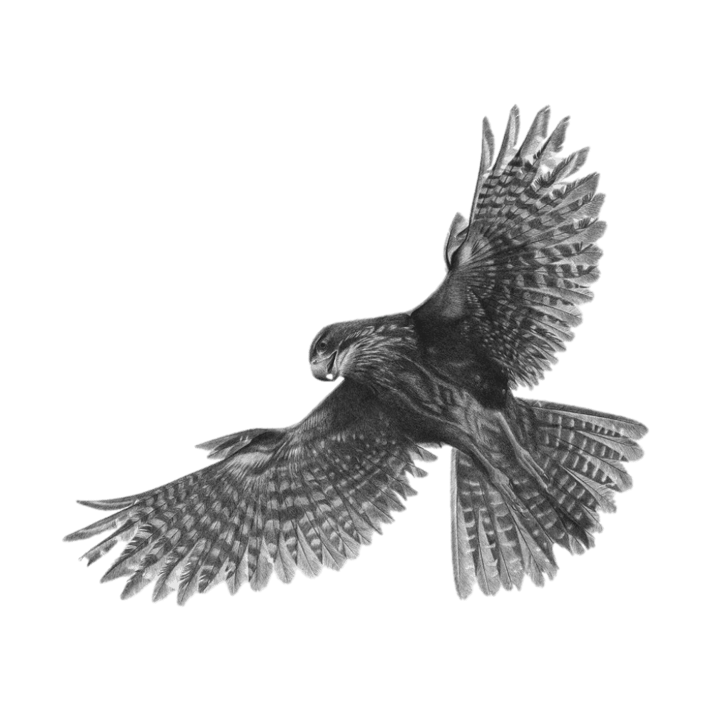 Hannah-Shand-NZ-Falcon